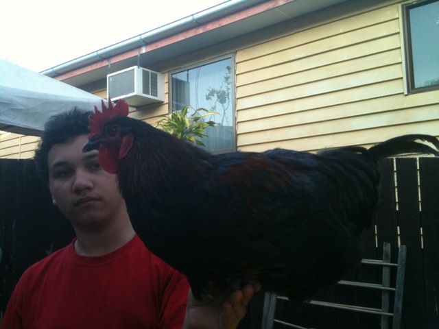 RIP: Our Rooster